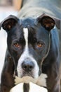 Black and white pit bull mix Royalty Free Stock Photo