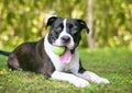 A black and white Pit Bull Terrier mixed breed dog holding a ball in its mouth Royalty Free Stock Photo
