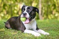 A black and white Pit Bull Terrier mixed breed dog holding a ball in its mouth Royalty Free Stock Photo