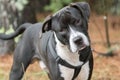 Black and white Pitbull Bulldog with black harness cute head tilt
