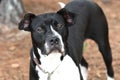 Black and white Pitbull Bulldog mix breed dog outside on a leash Royalty Free Stock Photo