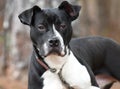 Black and white Pitbull Bulldog mix breed dog outside on a leash