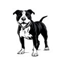 Black and white pitbull illustration clipart design on white background