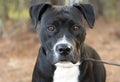 Black and White Pitbull Mastiff dog portrait