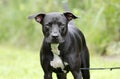 Black and white Pitbull mixed breed dog Royalty Free Stock Photo