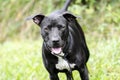 Black and white Pitbull mixed breed dog Royalty Free Stock Photo