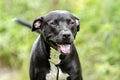 Black and white Pitbull mixed breed dog Royalty Free Stock Photo