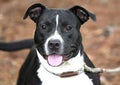 Black and White Pitbull Terrier dog mix outdoors on leash Royalty Free Stock Photo