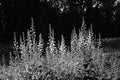 Black and white plants, dark natural background Royalty Free Stock Photo