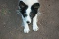 Black and White Playful Funny Dog Paws Up on Ground.