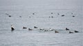 Swimming male eiderducks in winter