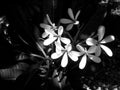 black and white plumeria flower Royalty Free Stock Photo