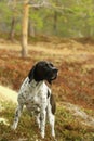 Black-white pointer dog Royalty Free Stock Photo
