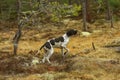 Black-white pointer dog