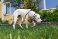 Black and white Pointer mixed with Dalmatian dog standing on the lawn in a hunting stance