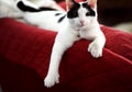 Black and white polydactyl cat is athletic Royalty Free Stock Photo