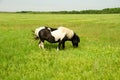 Black and white pony grazes on a green field Royalty Free Stock Photo