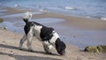 Black and White Poodle at Beach