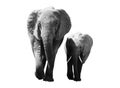 Black and white portrait of an African elephant on a white background. Wild animal Royalty Free Stock Photo