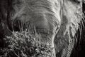 Black and white portrait of African elephant behind the bush in National park Royalty Free Stock Photo