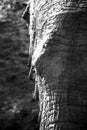 Black and white portrait of African elephant in high contrast Royalty Free Stock Photo