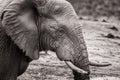 Black and white portrait of African elephant in National park Royalty Free Stock Photo