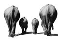 Black and white portrait of an African elephant on a white background. Rear view. Wild animal. Royalty Free Stock Photo