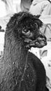 Black and white portrait alpaca llama animal