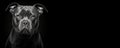 Black and white portrait of an American Pit Bull Terrier dog isolated on black background banner with copy space Royalty Free Stock Photo