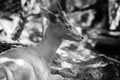 Monochrome profile portrait of baby deer (Rusa unicolor)