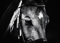 Black and white portrait of a beautiful horse with a bridle on its muzzle close-up. Equestrian sports Royalty Free Stock Photo