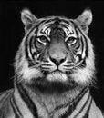 Black and white portrait of a beautiful Siberian tiger with high contrast Royalty Free Stock Photo