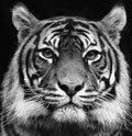 Black and white portrait of a beautiful Siberian tiger with high contrast Royalty Free Stock Photo