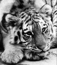 Black and white portrait of a beautiful Siberian tiger with high contrast Royalty Free Stock Photo