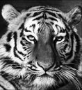 Black and white portrait of a beautiful Siberian tiger with high contrast Royalty Free Stock Photo