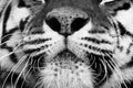 Black and white portrait of a beautiful Siberian tiger with high contrast. Nose and mouth very close Royalty Free Stock Photo