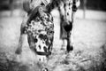 Black-white portrait of a beautiful spotted horse with a halter on its muzzle, which eats grass. The horse is grazing Royalty Free Stock Photo