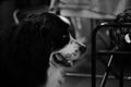 Portrait of a thoroughbred dog from a dog show close-up. Black and white portrait of the Bernese Mountain Dog close-up in profile Royalty Free Stock Photo