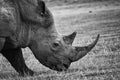 Black and white portrait of a black rhino side view Royalty Free Stock Photo