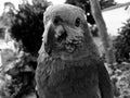 Black and white portrait of a blue fronted amazon Amazona aestiva