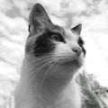 Black and white portrait bottom view of a cat close up Royalty Free Stock Photo