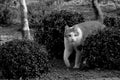 A black and white portrait of a cat appearing from between some bushes in a garden. Royalty Free Stock Photo