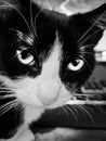 Black and white portrait of the little, cute cat on the desktop Royalty Free Stock Photo