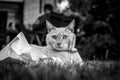 A black and white portrait of a cat resting on a piece of paper in the grass lawn of a garden Royalty Free Stock Photo