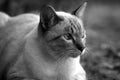 Black and white portrait of cat Thailand on the ground Royalty Free Stock Photo