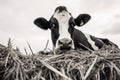 Black and white portrait of a cow in a field with hay, Black and white cow eating hay, Feeding cows, AI Generated