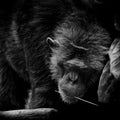 Black and White portrait Cutie Gorilla bite branch in his mouth