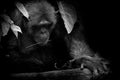 Black and White portrait Cutie Gorilla bite branch in his mouth