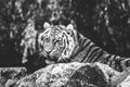 A black and white portrait of a dangerous siberian tiger lying behind a rock and actively searching for some prey. The predator
