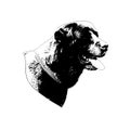 Black and white Portrait of a dog on a white background. Adult beautiful Labrador retriever head Royalty Free Stock Photo